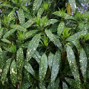 Plant Spotlight: Aucuba Japonica