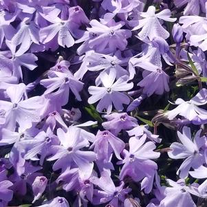 Phlox subulata