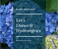 Plant Spotlight: Hydrangea Let's Dance® Proven Winner Series