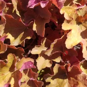 Plant Spotlight: Heuchera