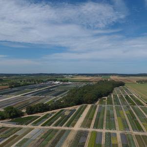 East Coast Nurseries from the sky