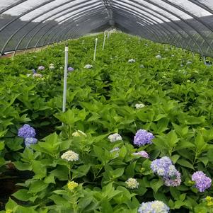 Plant Spotlight: Endless Summer® Hydrangeas