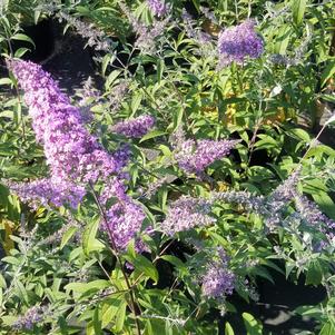 Plant Spotlight: Buddleia