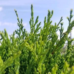 Plant Spotlight: Juniper