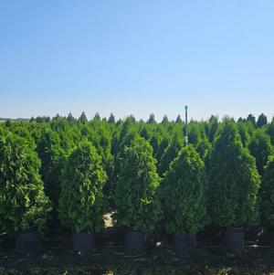 Arbor Day
