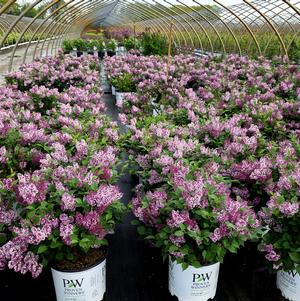 How to Design a Perennial Garden That Blooms All Season