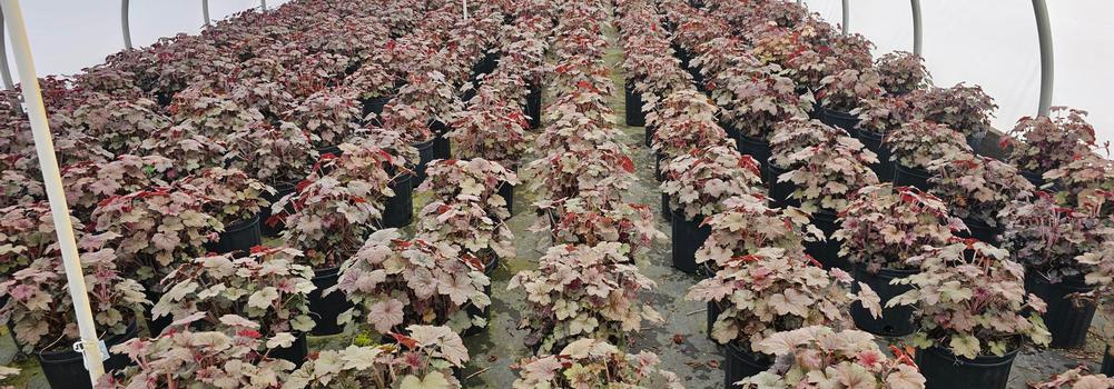 Heuchera villosa 'Caramel' #2