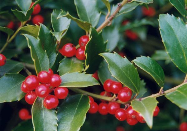 Holly Ilex X Meserveae Blue Maid From East Coast Nurseries