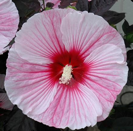 Rose Mallow Hibiscus Starry Starry Night from East Coast Nurseries