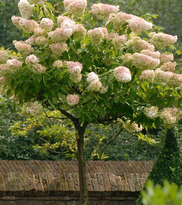 hydrangea paniculata tree